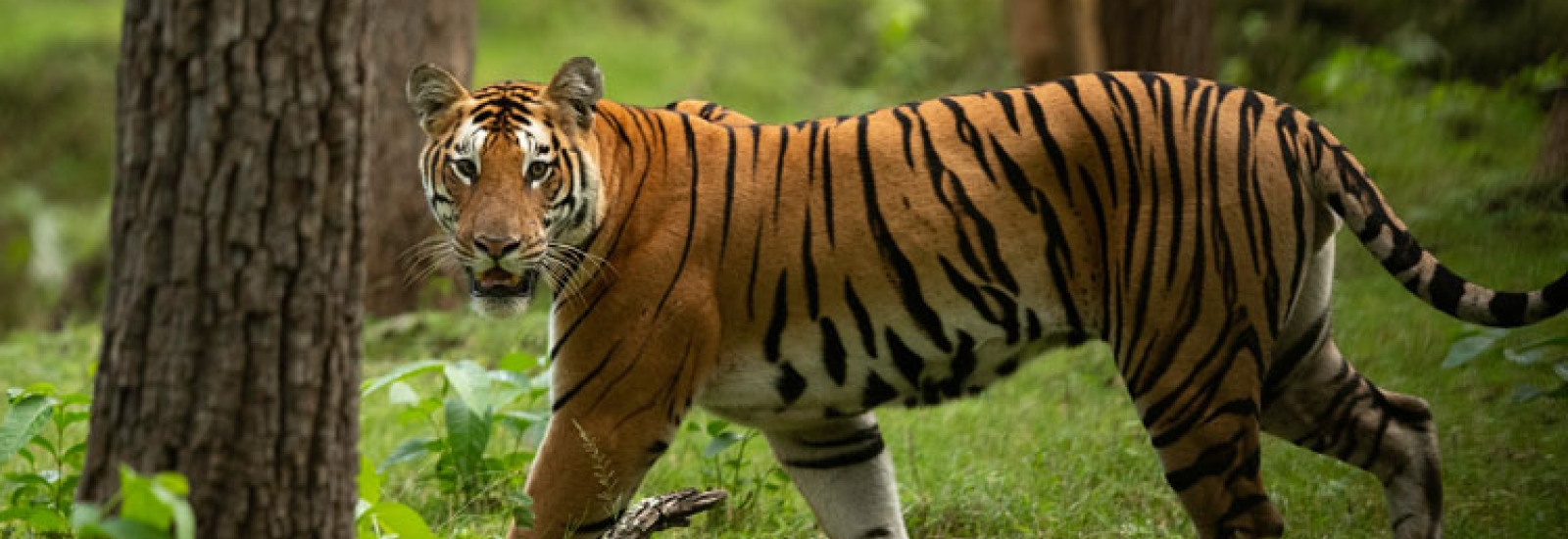 Top 10 Must Visit National Parks in India | Indian Panorama