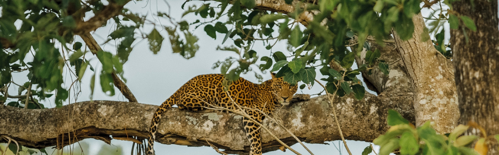 Top National Parks in India | Indian Panorama