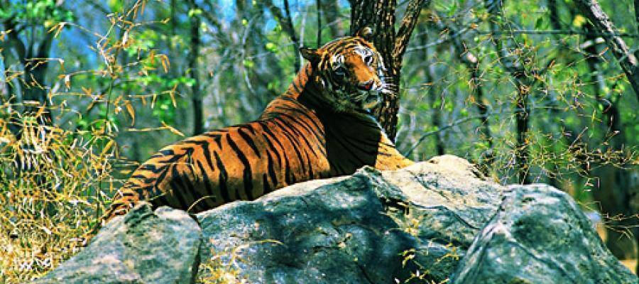 Into the Wild: 5 National parks to enjoy wildlife in India | Indian Panorama