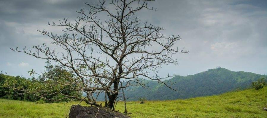 Kumara Parvatha: A hidden hiking gem of South India | Indian Panorama