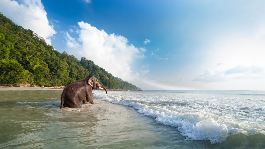 A beautiful view of an elephant bathing on the tropical beach at Havelock island in the Andaman and Nicobar Islands.