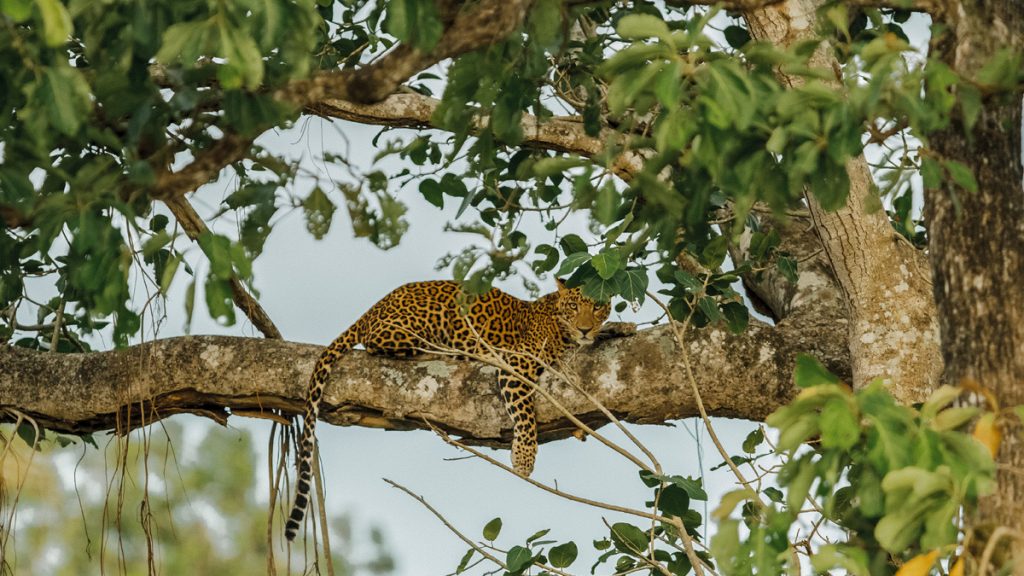 A leopard in Bandipur national park, Karnataka.