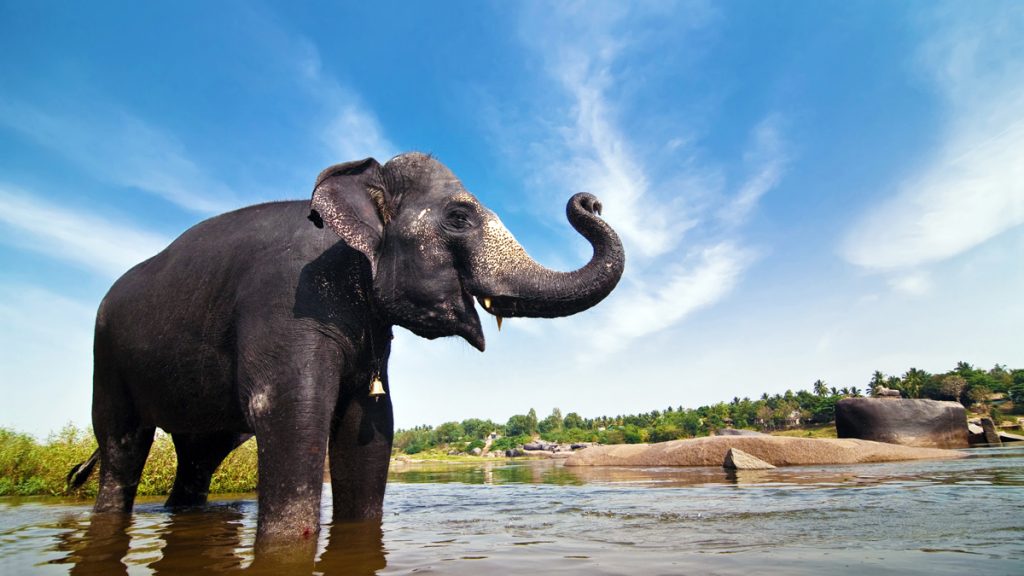 Beautiful Indian elephant is standing in the river. Picturesque clouds on the background.