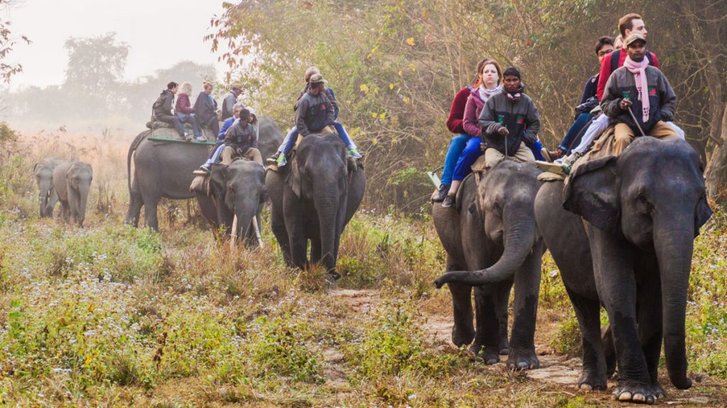 Tourists ride elephants during safari in Kaziranga National Park
