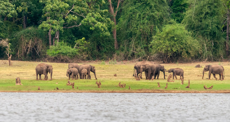 Elephants on the banks of Kabini river in Karnataka, India.