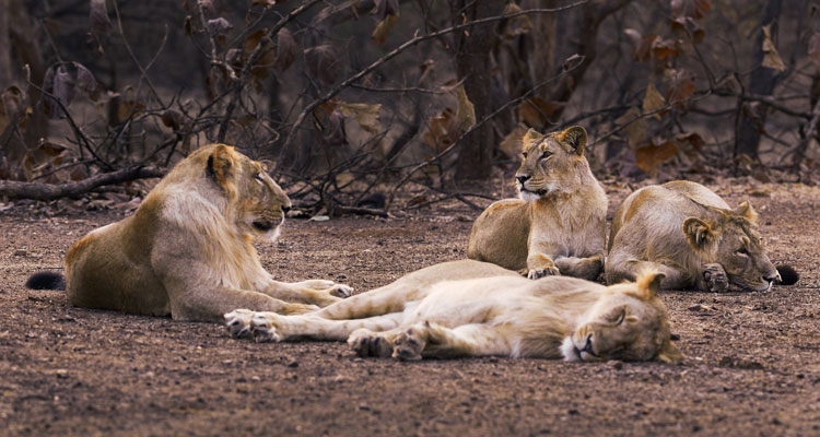 Group of Asiatic Lions at Gir forest in the state of Gujarat.
