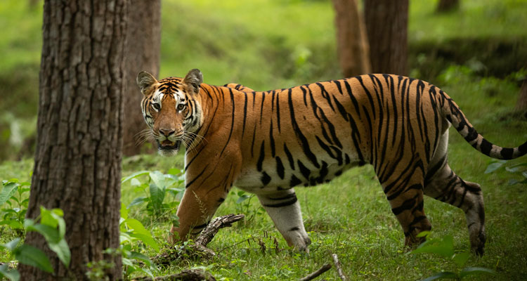 mighty tigers at Jim Corbett National Park at Uttarakhand