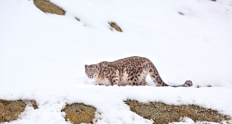 Snow leopard at Hemis National Park