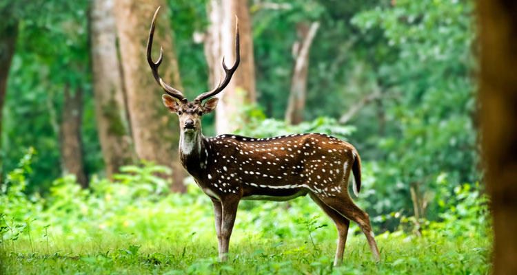 Spotted deer in Indira Gandhi Wildlife Sanctuary