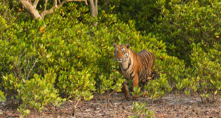 A young mighty Bengal tiger stands at the mangrove forests of Sundarban Tiger Reserve in West Bengal.