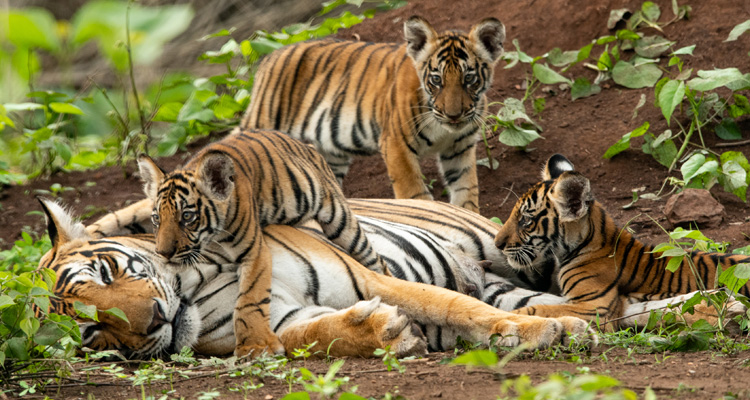 Tiger and tiger cubs playing in the forest of Ranthambore