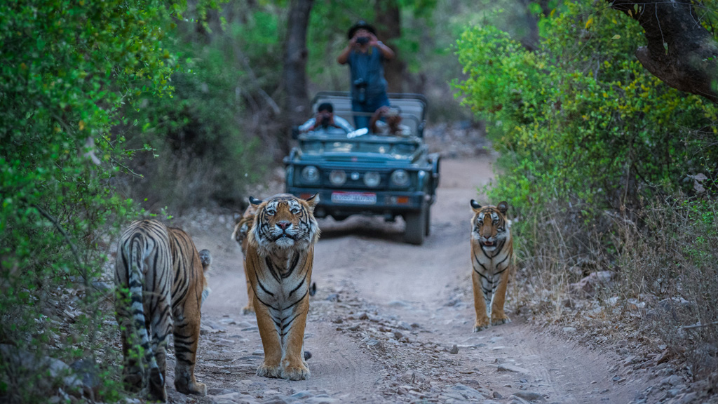 A road block by a male tiger and his cubs on a jungle trail in an evening safari at Ranthambore Tiger Reserve, India