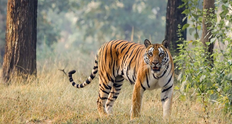 A wild Tiger spotting at Ranthambore Tiger Reserve