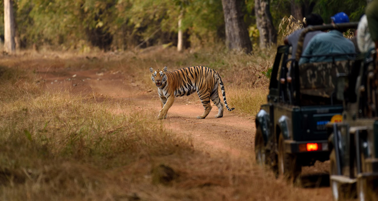 Tiger spotting at Ranthambore National Park and Tiger Reserve