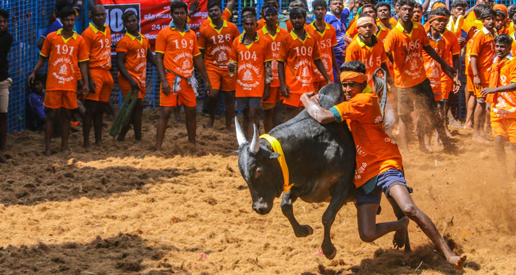 A stunning picture of competitors taking part in the bull taming sport of Jallikattu at Avanyapuram in Madurai, Tamil nadu.