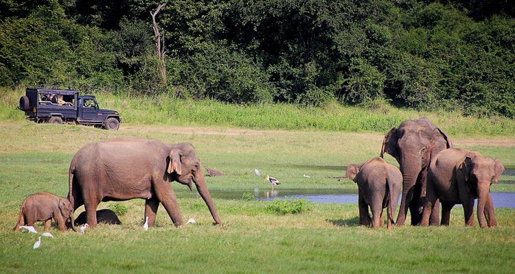 A picturesque view of group of elephants in a Indian Wildlife sanctuary.